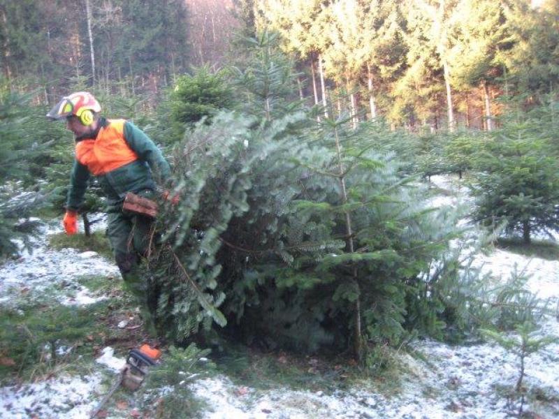 Lori am Ernten der Christb&auml;ume