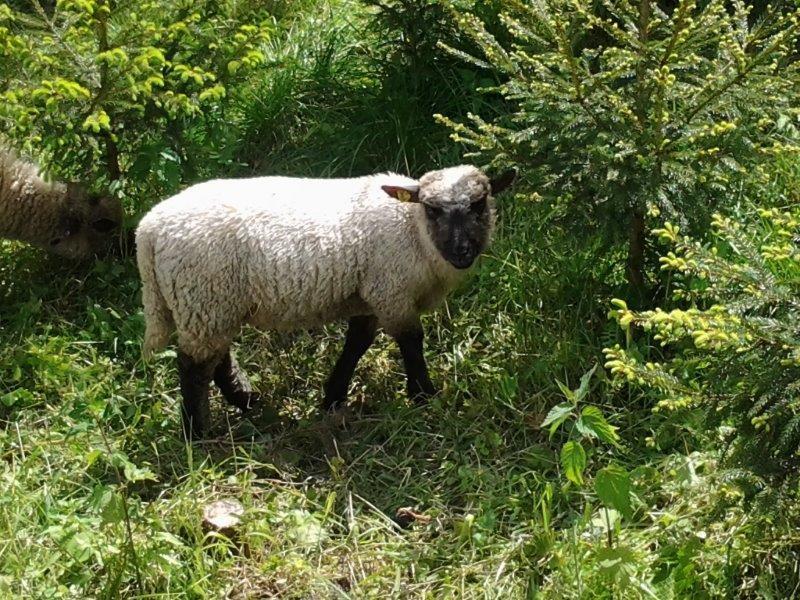 Shropshire-Schafe