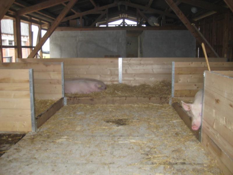 Liegenester im Galtstall Liegenester im Galtstall