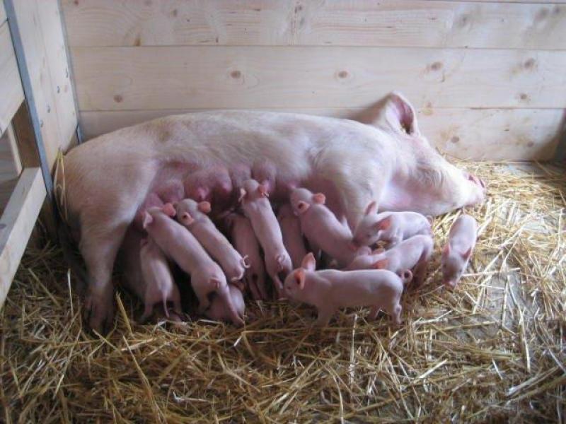 frisch geborene Ferkel frisch geborene Ferkel