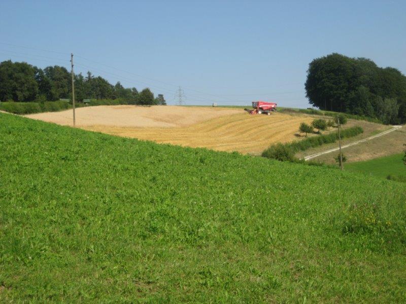 Getreideernte