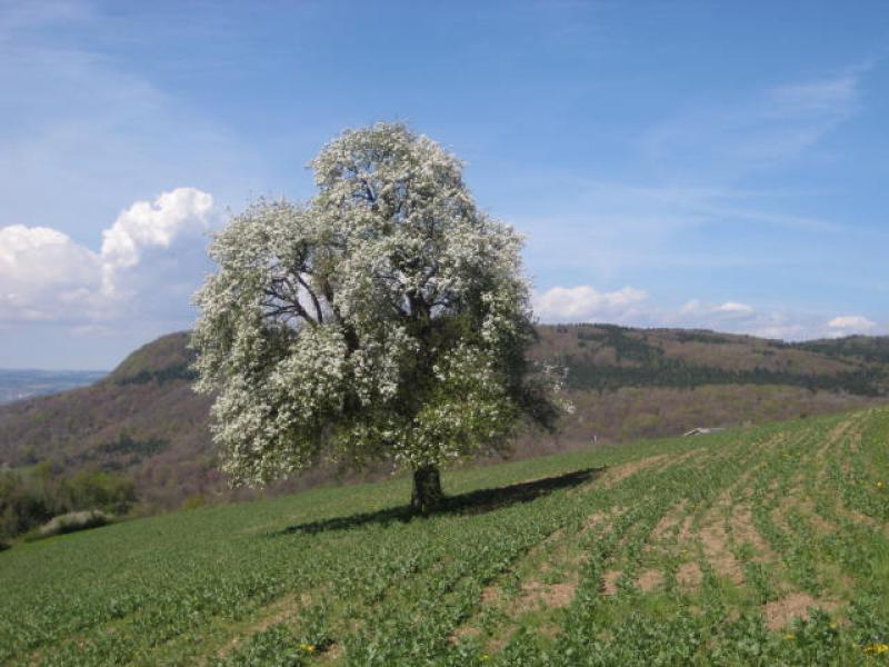 Aussicht in den Schwarzwald Aussicht in den Schwarzwald