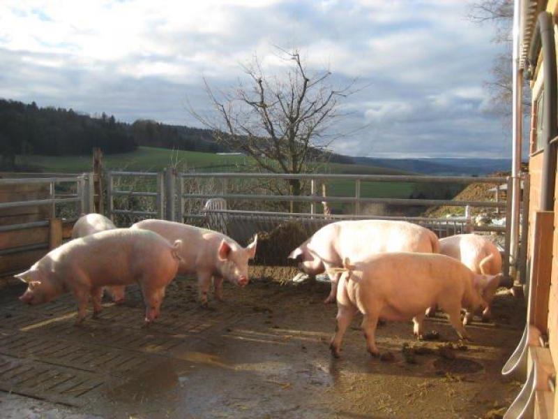 Galtschweine im Aussenbereich